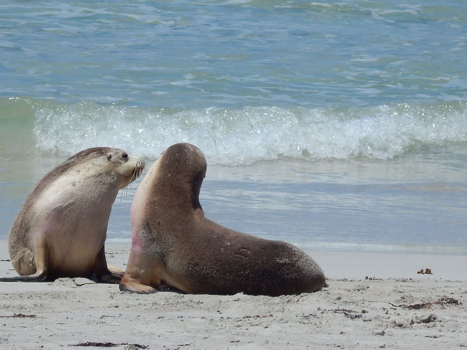 seal, beach, w, wildlife, water, group of animals, animals in the wild HD wallpaper