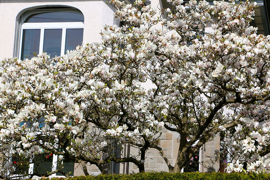 window, about, tree, magnolia, flowers, plant, flowering plant HD wallpaper