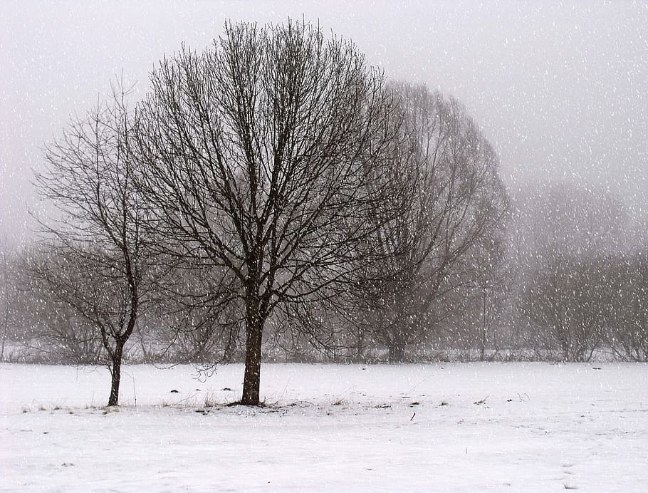 landscape, winter, cold, cloudy weather, winter weather, trees HD wallpaper
