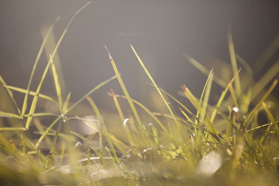 grass, macro, texture, morning freshness, growth, summer, outdoor HD wallpaper