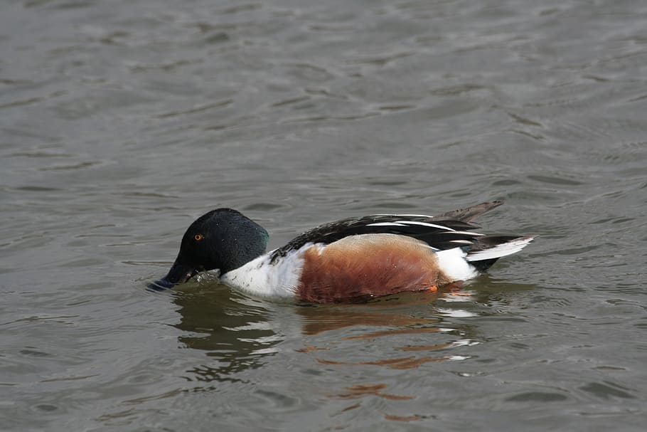 duck, spoon, daimiel, animals in the wild, animal wildlife HD wallpaper