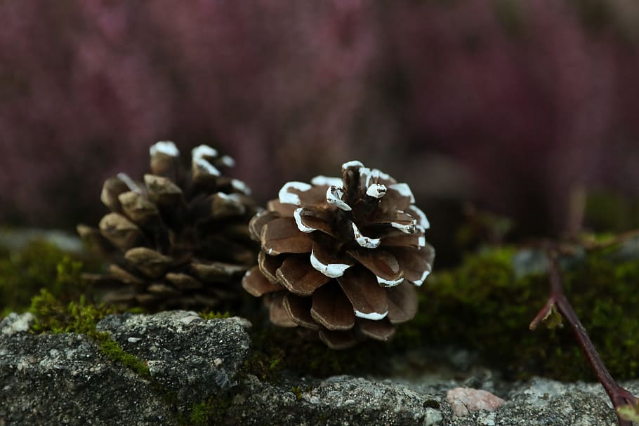 pinecones, nature, mushroom, plant, fungus, close-up, growth HD wallpaper