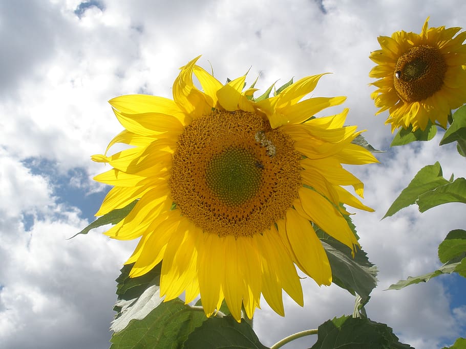 flora, nature, flower, leaf, summer, yellow, flowering plant HD wallpaper