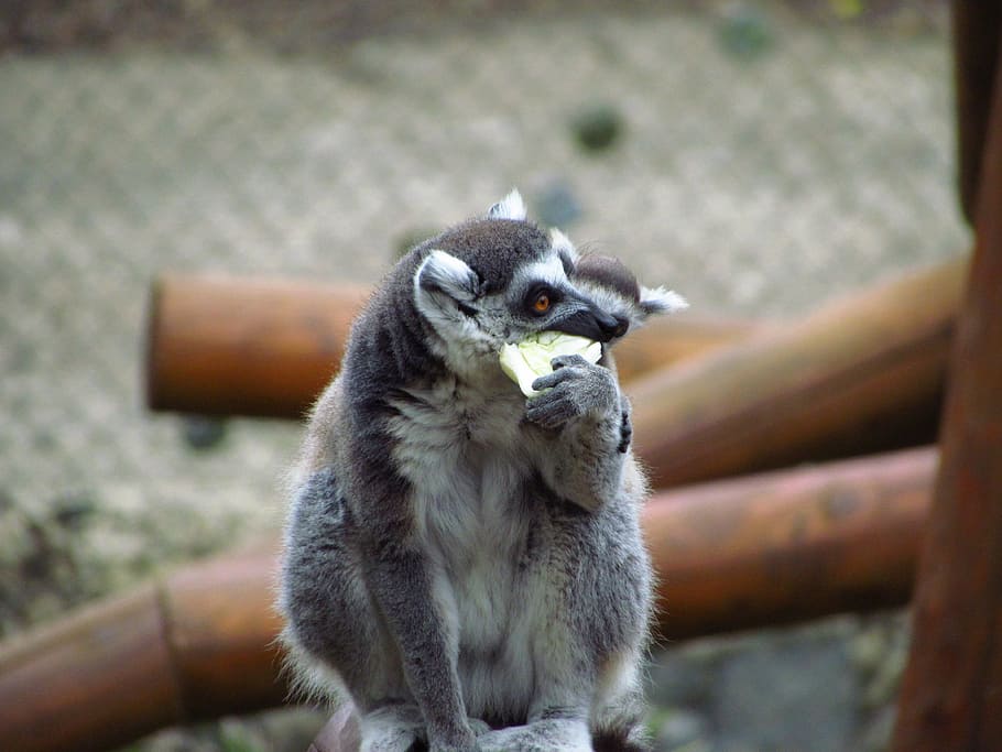 Lemar, Post, Zoo, bird, animal themes, animal wildlife, animals in the wild HD wallpaper