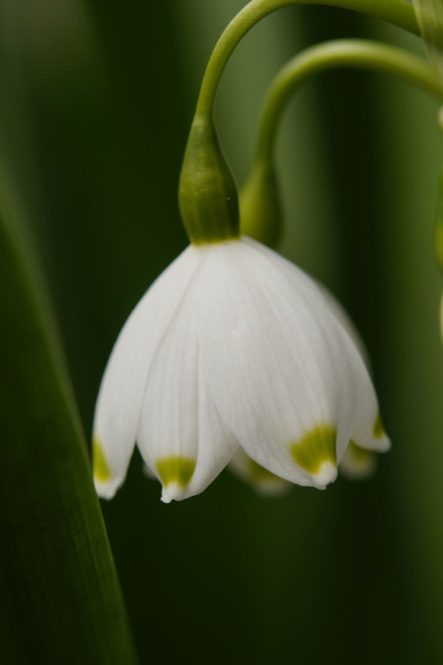 snowflake, flower, blossom, bloom, white, spring, spring flower HD wallpaper