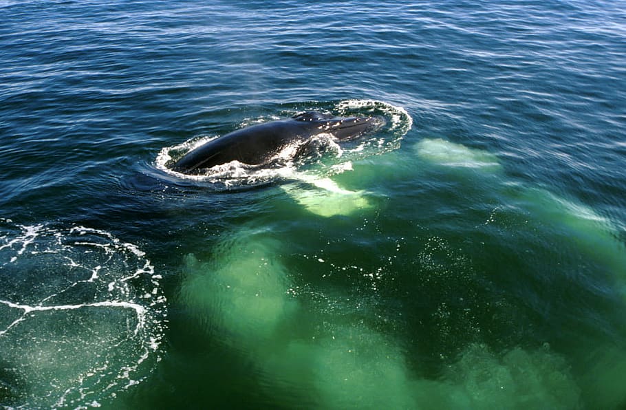 Humpback Whale in Cape Cod, Massachusetts, photos, ocean, public domain