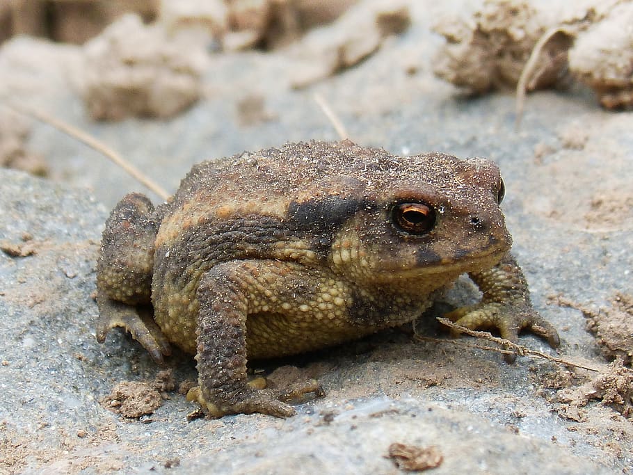 toad, sapito, batrachian, tiny, small, wild life, nature, animalia, HD wallpaper