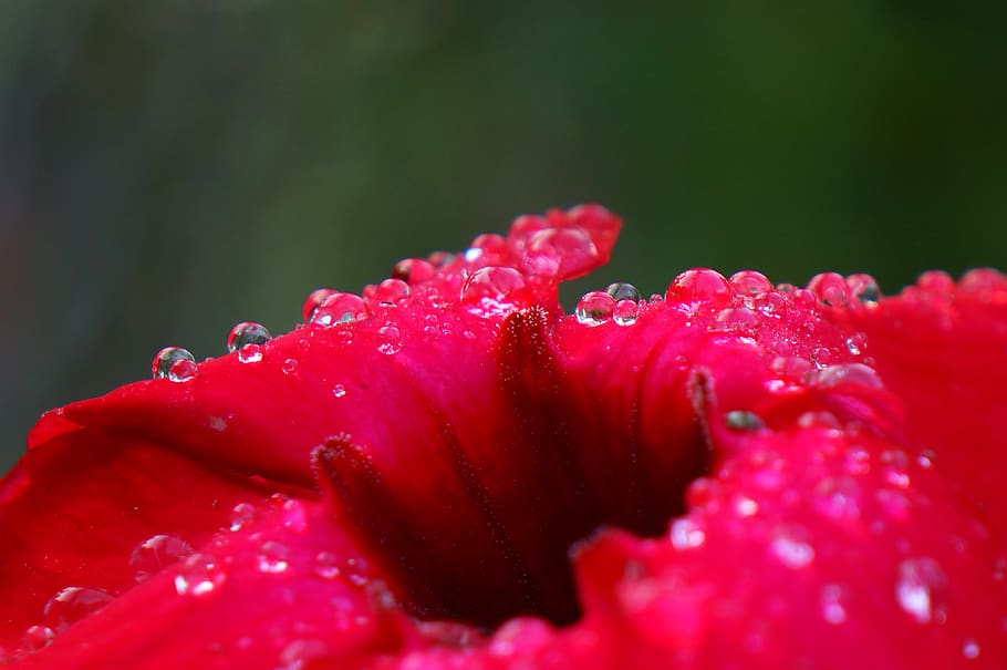 dews, mist, natural, fragility, vulnerability, flower, plant HD wallpaper
