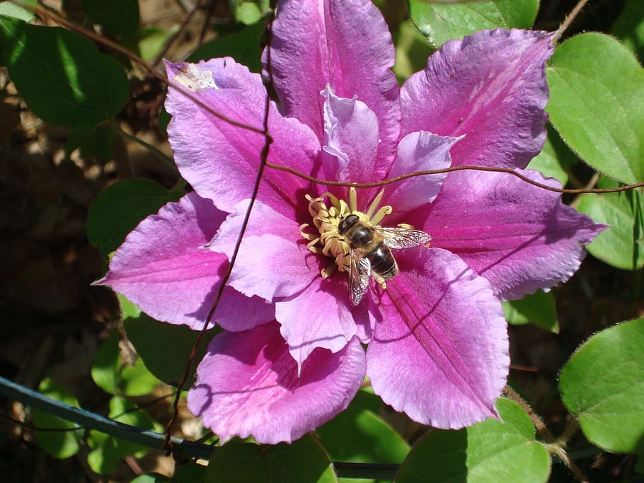 clematis, flower, bloom, pink, flowering plant, petal, growth HD wallpaper