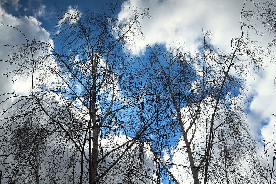 winter, birch, sky clouds, tree, trees, snow, nature, russia HD wallpaper