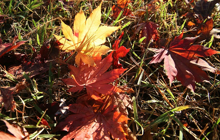 autumn, autumn leaves, the leaves, wood, seoul, nature, tabitha, HD wallpaper