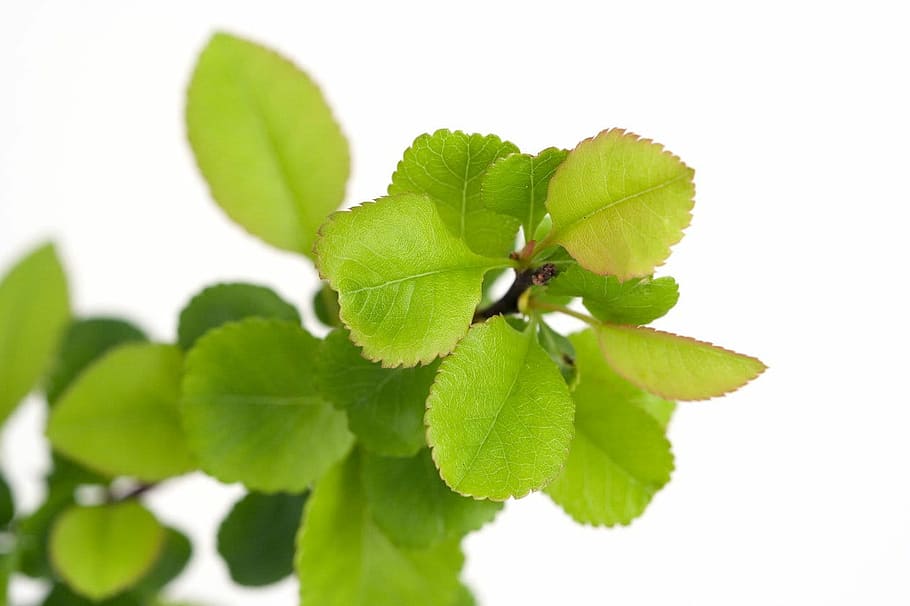 Fresh, Small, Leaves, green, young, tiny, leaf, spring, light HD wallpaper