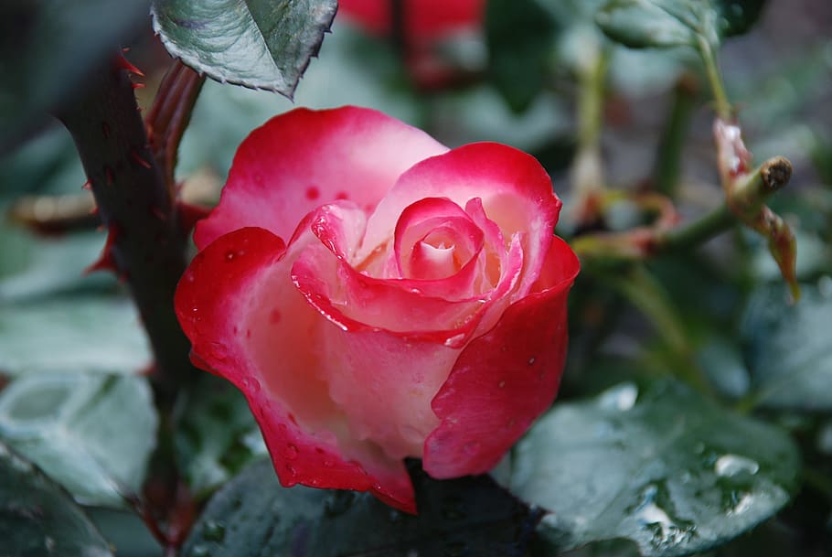 shallow focus photography of red rose, Flower, White, Leaf HD wallpaper
