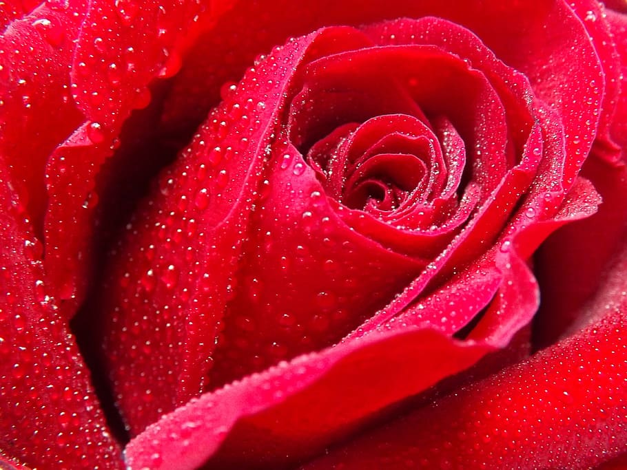 red rose with water dew closeup photo, petals, flower, flowering plant HD wallpaper