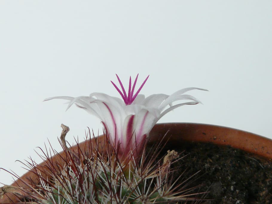 Blossom, Bloom, Cactus, White, mammillaria albicans, cactus greenhouse HD wallpaper