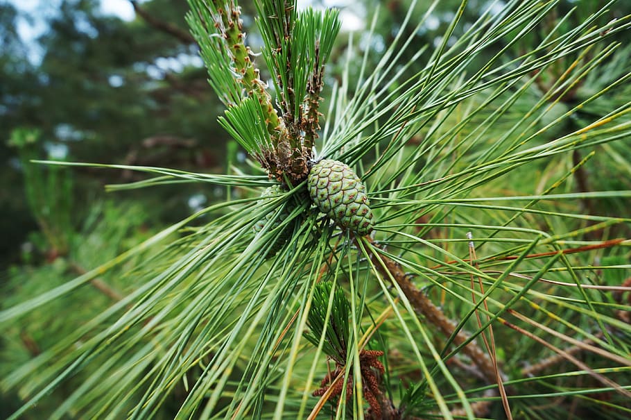 plant, fruit, echinacea, green, pine tree, evergreen, forest HD wallpaper