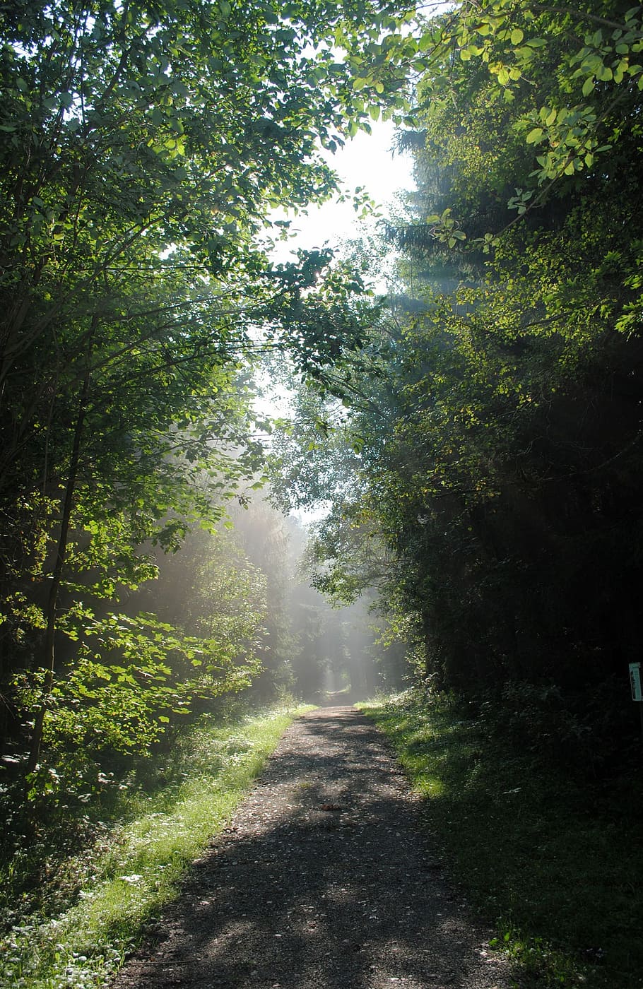 forest, sun, landscape, nature, tree, sunlight, outdoors, footpath HD wallpaper