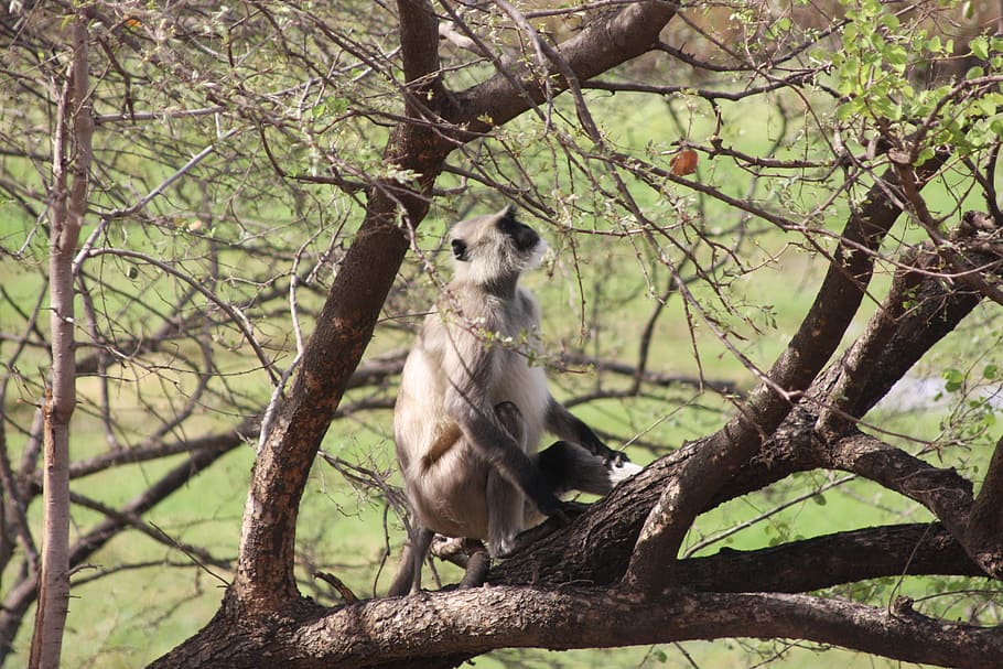 India, Monkey, Travel, Zoo, Nature, Wild, forest, park, tree HD wallpaper