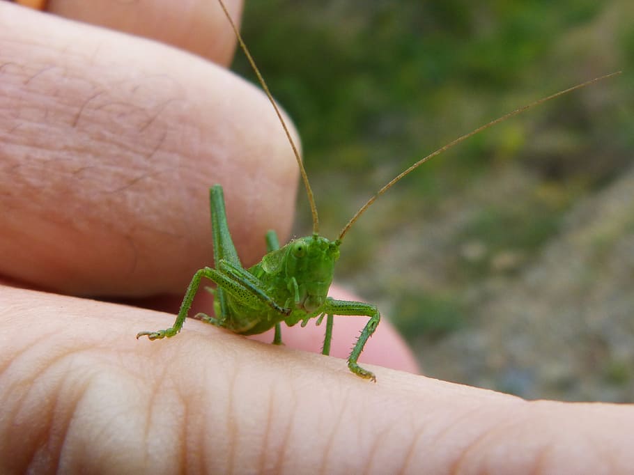 green grasshopper, tiny, lobster, finger, arthropod, human hand HD wallpaper