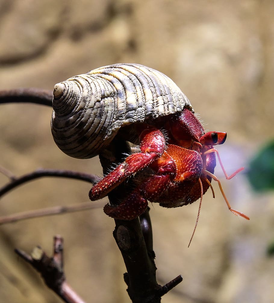 hermit crab, cancer, shell, crustacean, eyes, animal wildlife HD wallpaper