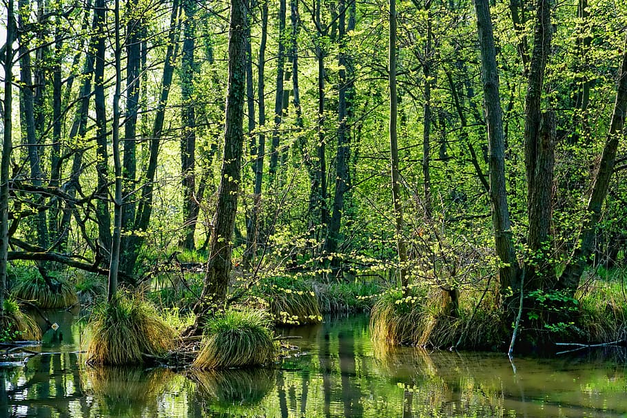 bayou during daytime, nature, wood, spring, landscape, tree HD wallpaper