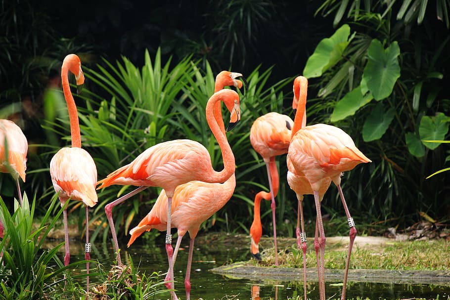 flock of pink flamingos on body of water\, wildlife, animal, nature, HD wallpaper
