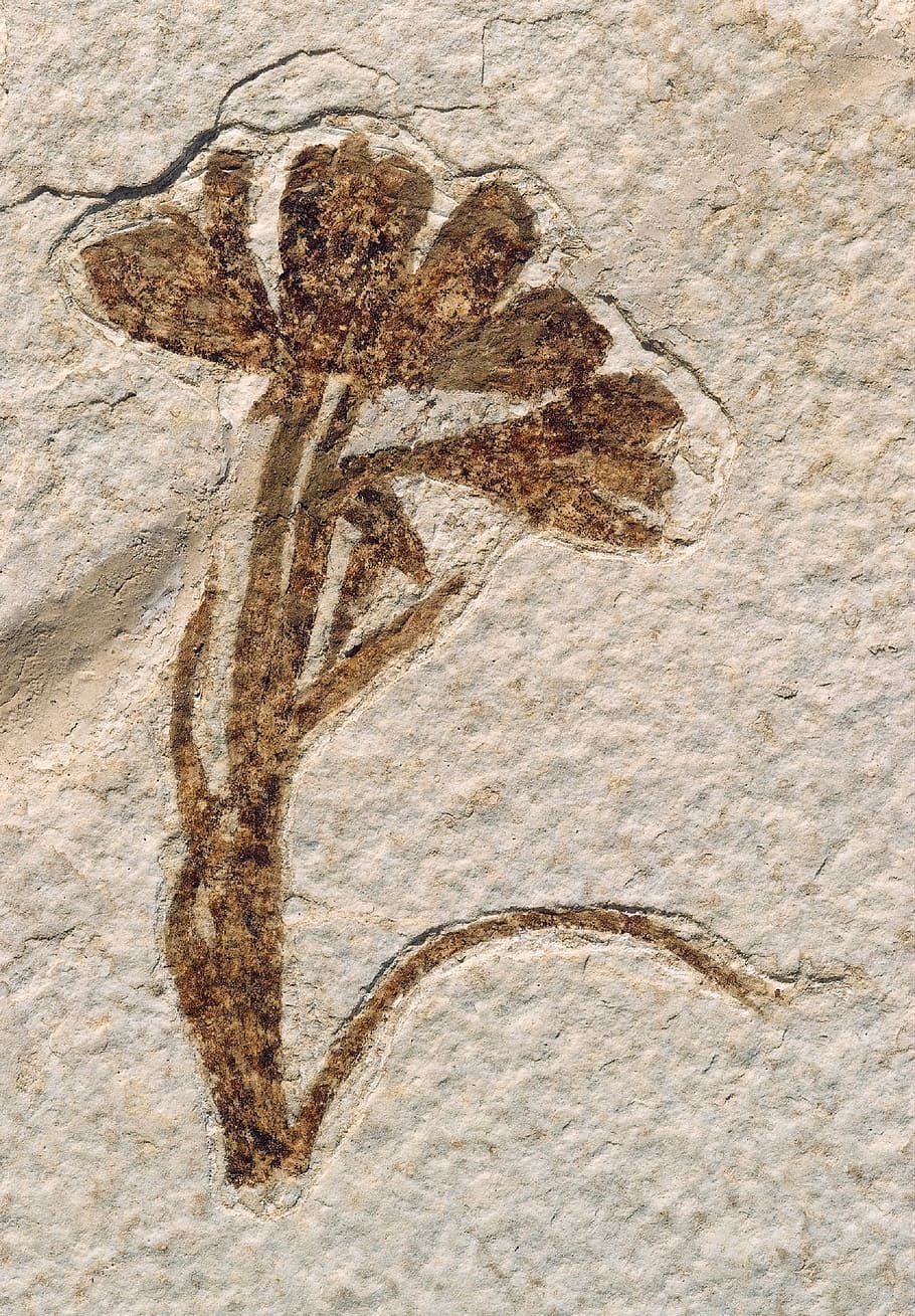 brown flower sticker on white concrete surface, fossil, plant HD wallpaper