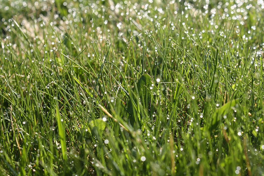 grass, dew, green, summer, nature, growth, lawn, wet, outdoors HD wallpaper