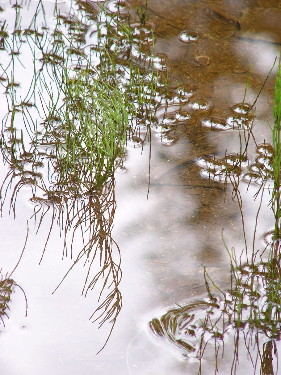 Pond, Water, Mirroring, Gloss, reflection, aquatic plant, tree HD wallpaper