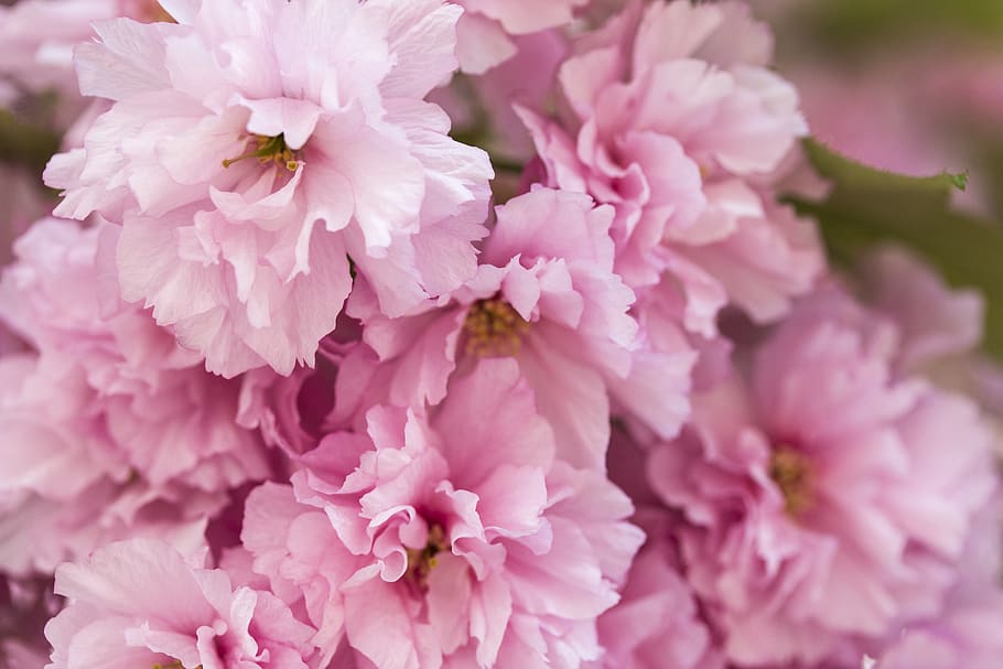cherry, tree, pink, blooming tree, nature, spring, flower, flowering plant HD wallpaper