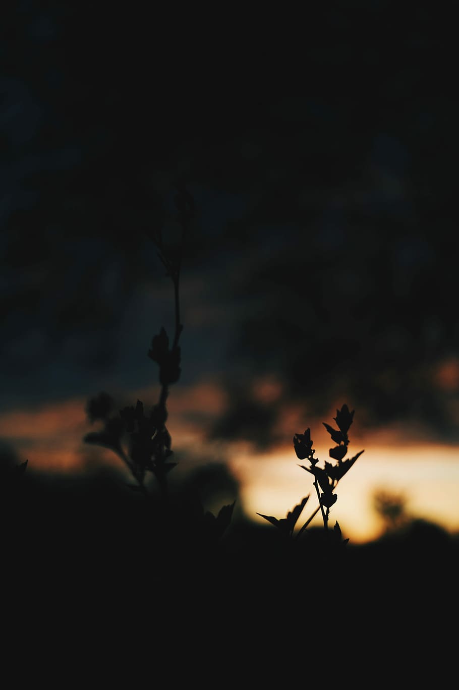 silhouetto of plants, silhouette of plants photography, leaf HD wallpaper