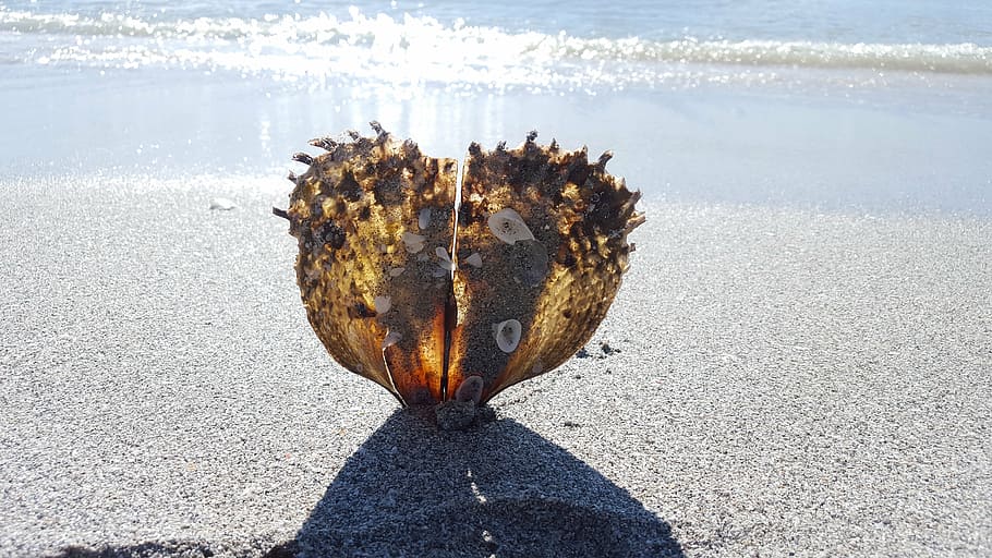brown seashell on seashore, oyster, gloss, creature, crassostrea pacifica