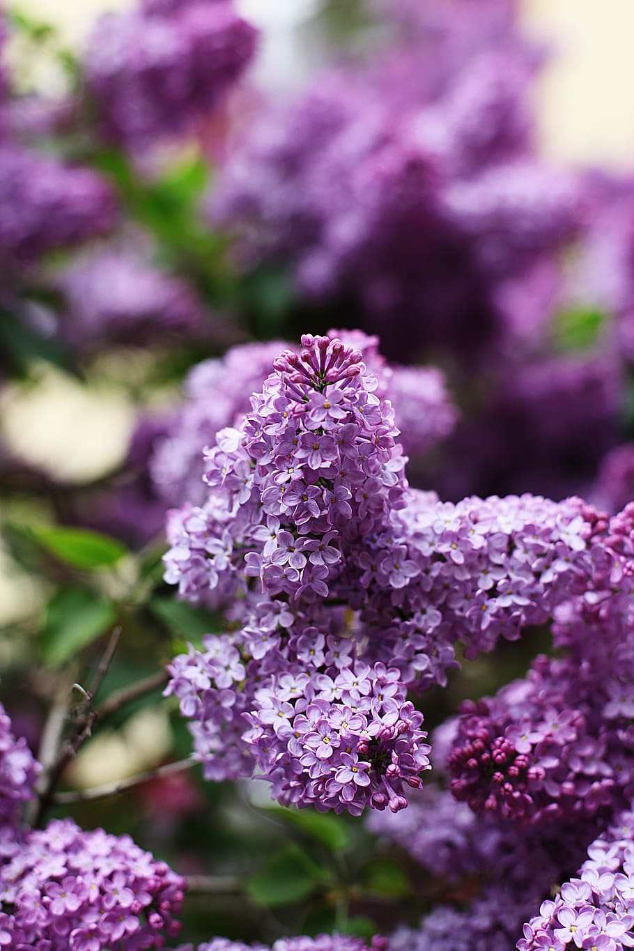 lilac, spring, may, purple, violet, plant, tree, branch, blossom HD wallpaper