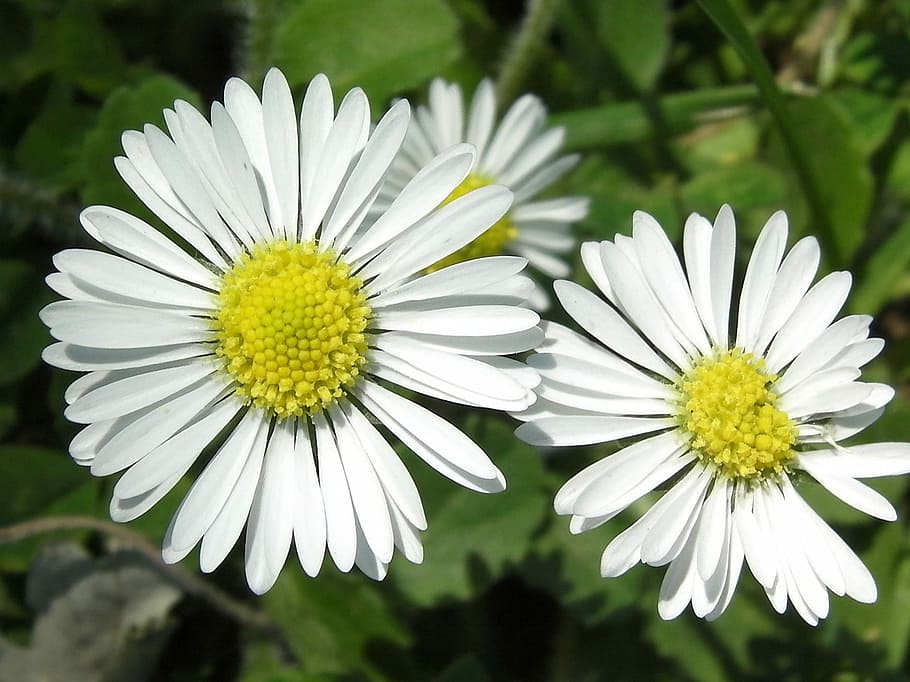 Daisy, Flowers, Bloom, Branch, Blossom, petal, fresh, natural HD wallpaper