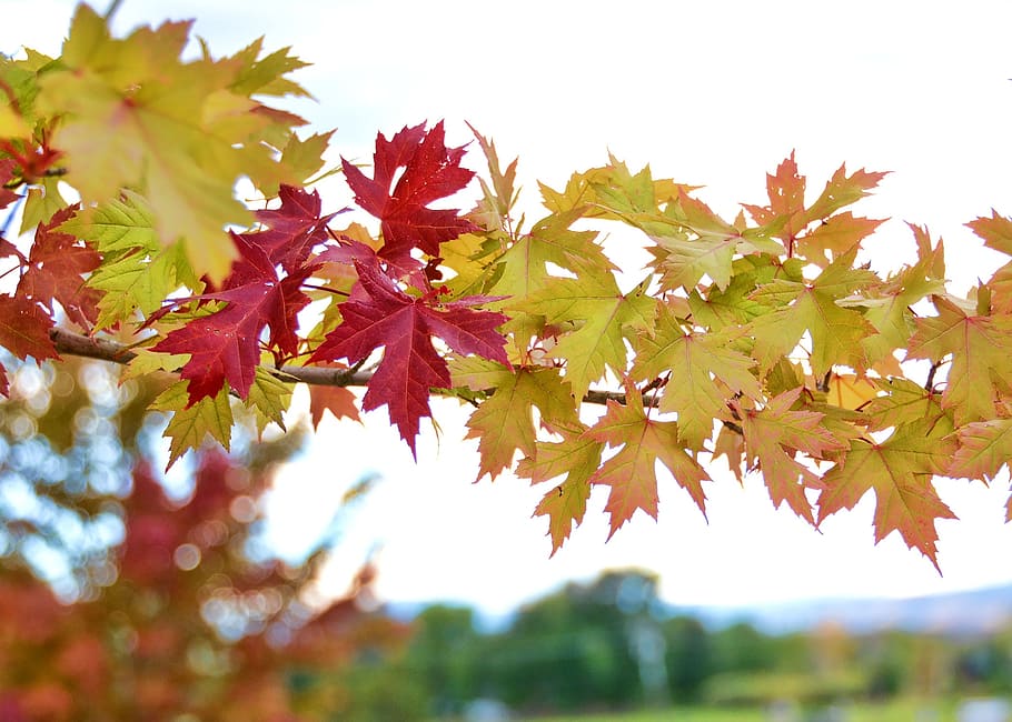 fall, autumn, leaves, yellow, orange, red, tree, foliage, october HD wallpaper
