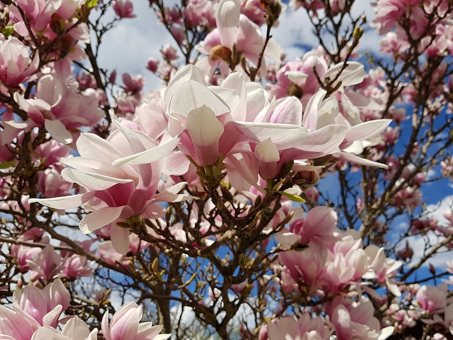 white-and-pink petaled flowers during daytime, magnolia, blossom HD wallpaper