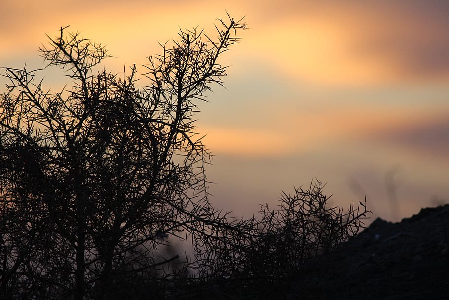 Sunset, Plant, Black, Orange, Nature, season, landscape, tree HD wallpaper