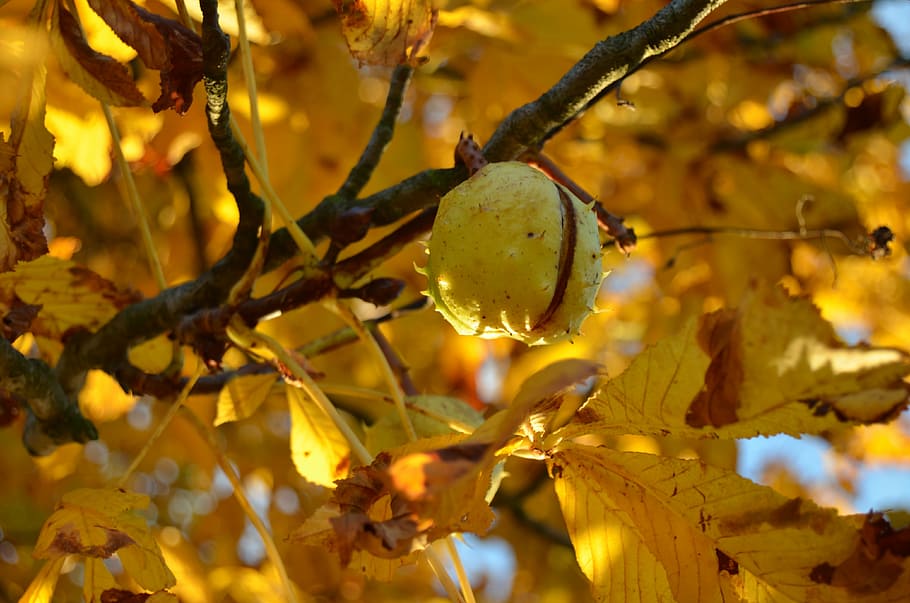 chestnut, tree, autumn, leaves, yellow, nature, light, autumn leaves HD wallpaper