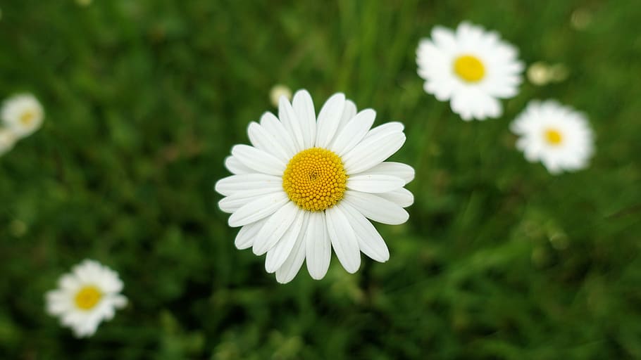 Daisy, Close, Meadow, Nature, green, flower, growth, white color HD wallpaper