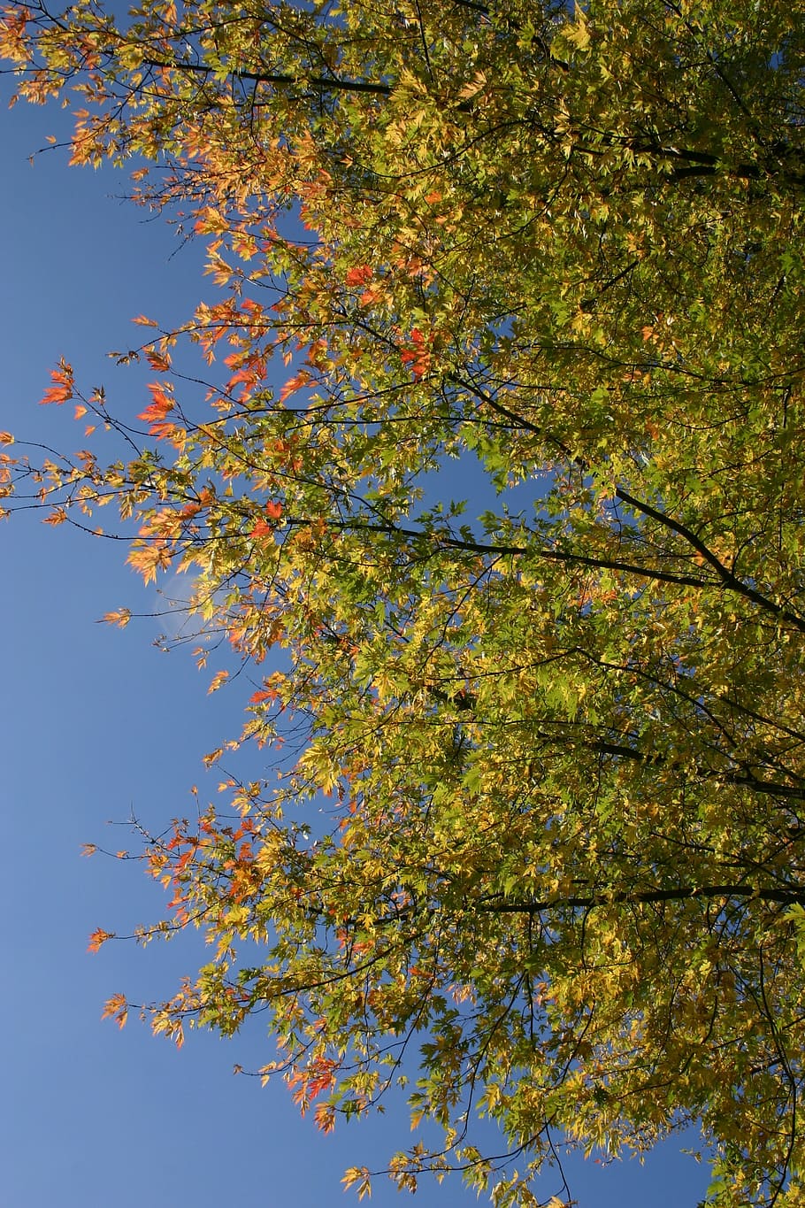park, forest, autumn, tree, foliage, october, nature, plant HD wallpaper