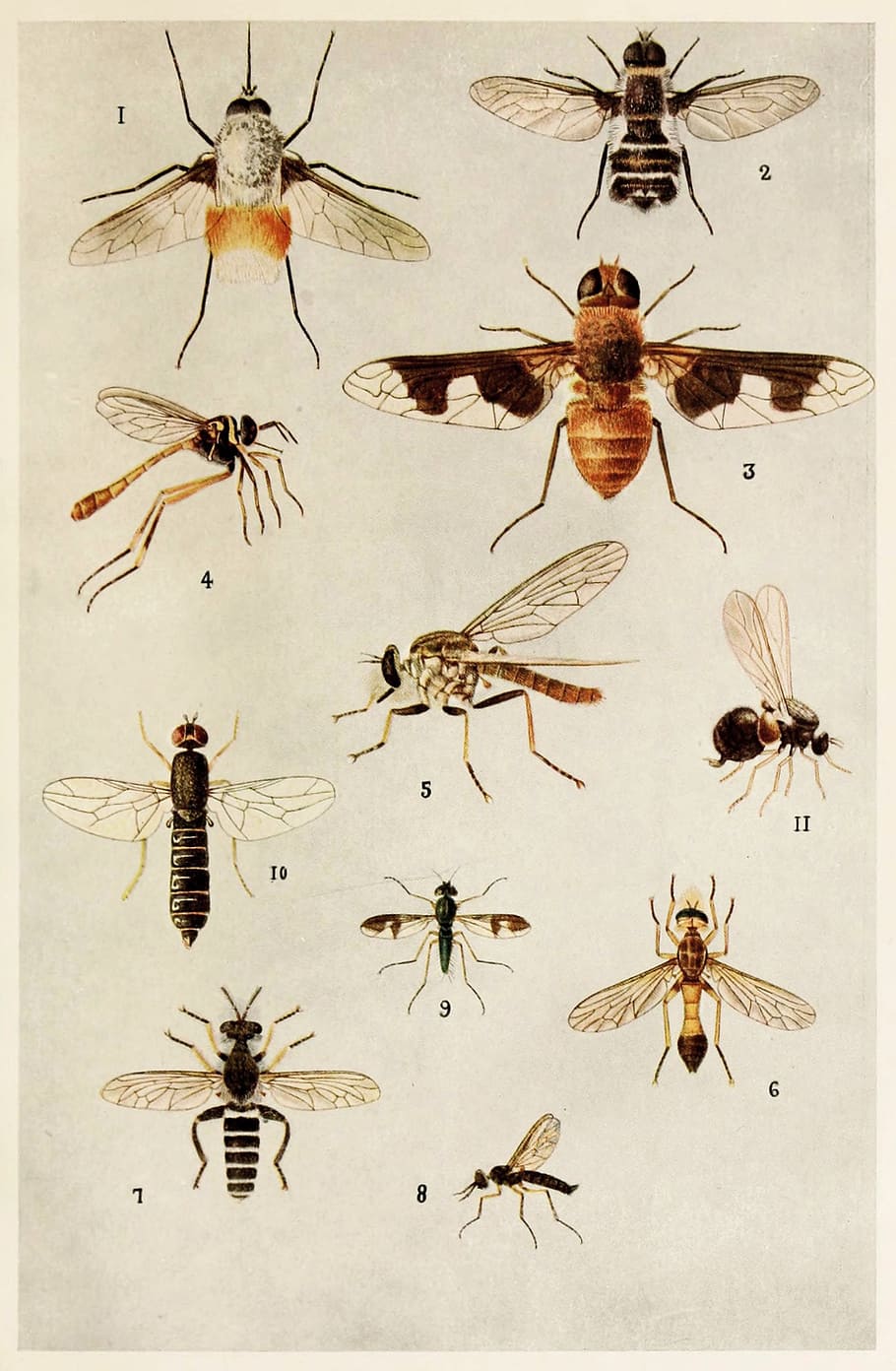 insects, indian, life, harold, maxwell, lefroy, book, manual HD wallpaper