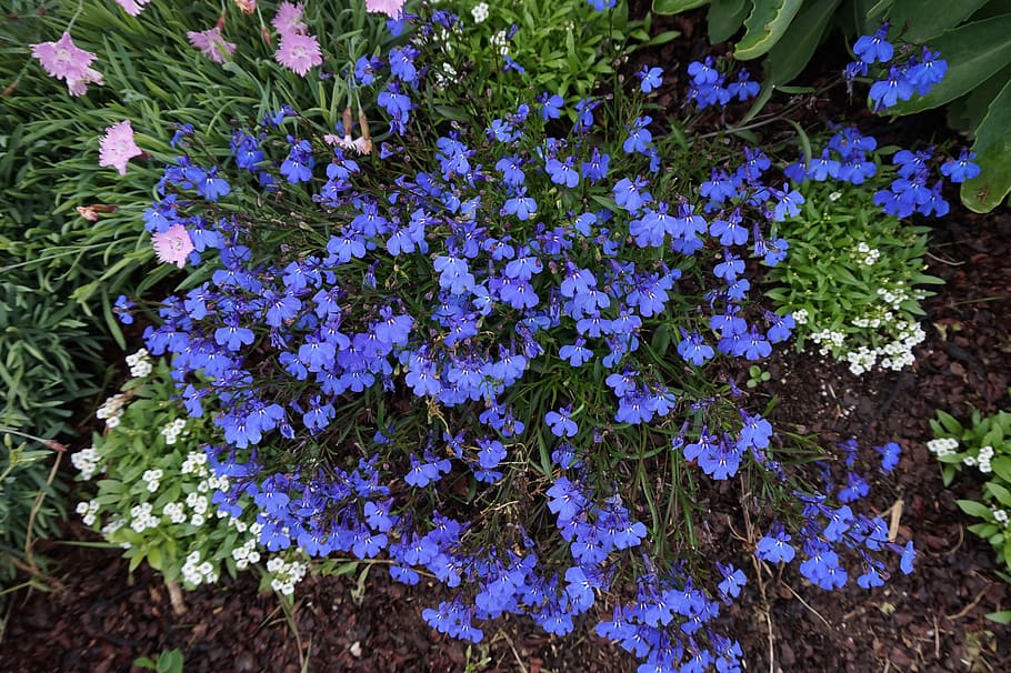 spring, maine, flowers, flowering plant, beauty in nature, growth HD wallpaper