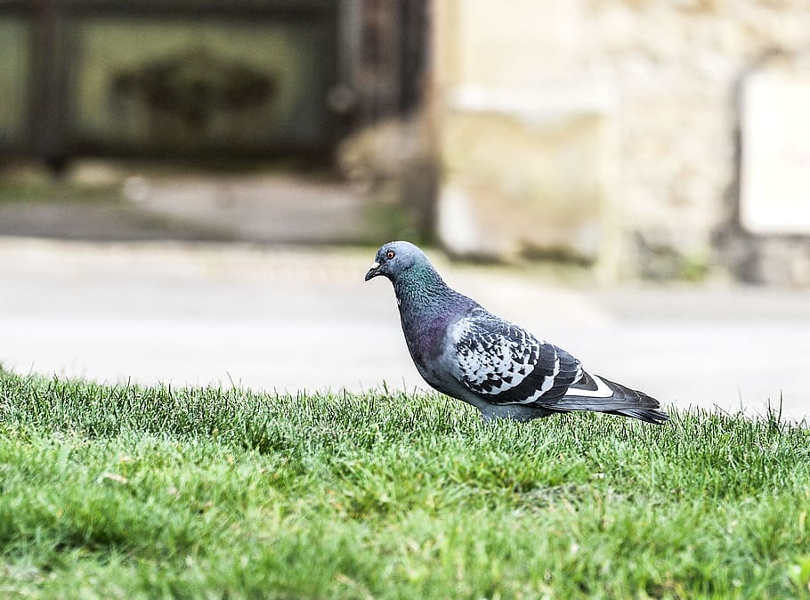 Volatile, Pigeon, Stolen, bird, animal, nature, outdoors, dove - Bird HD wallpaper