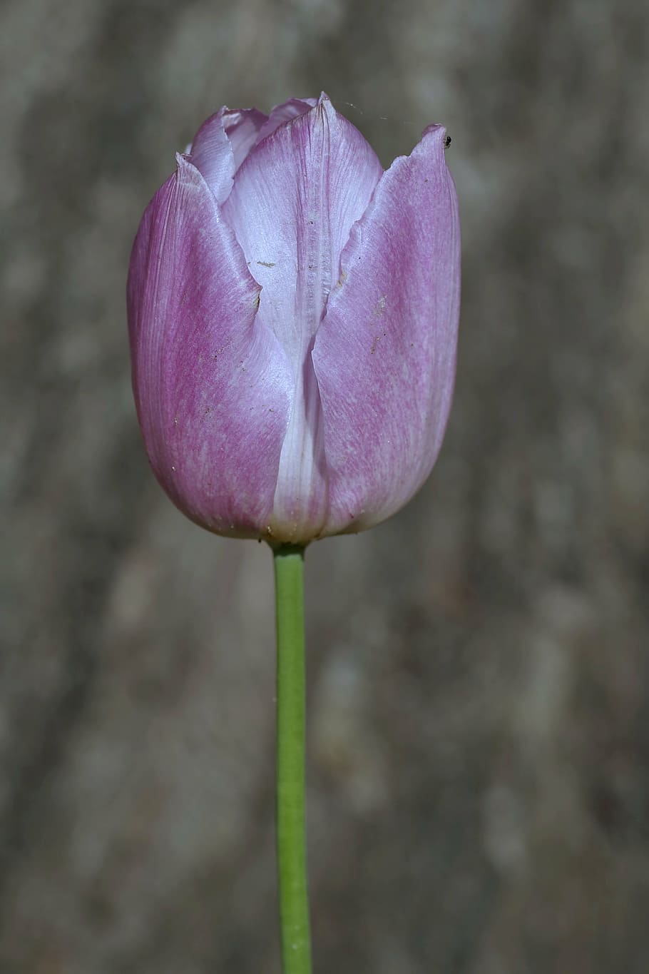 tulip, violet, dark, single, flower, vertically, the petals HD wallpaper
