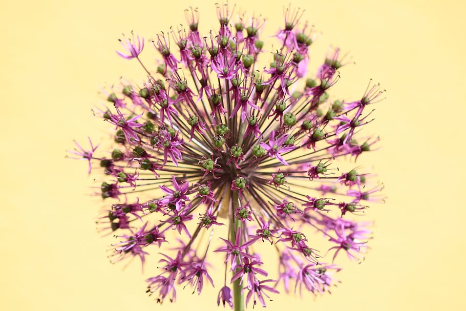 Close, Flower, Plant, Violet, Dandelion, blossom, bloom, purple HD wallpaper