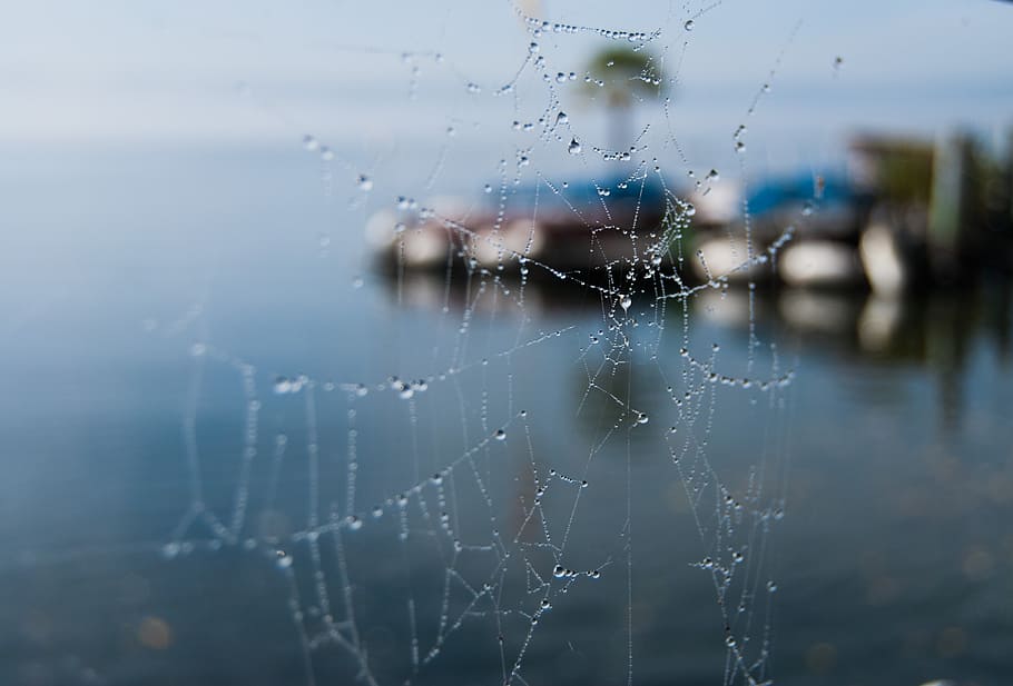 cobweb, dewdrop, water, lake constance, cobwebs, drip, spider Web HD wallpaper