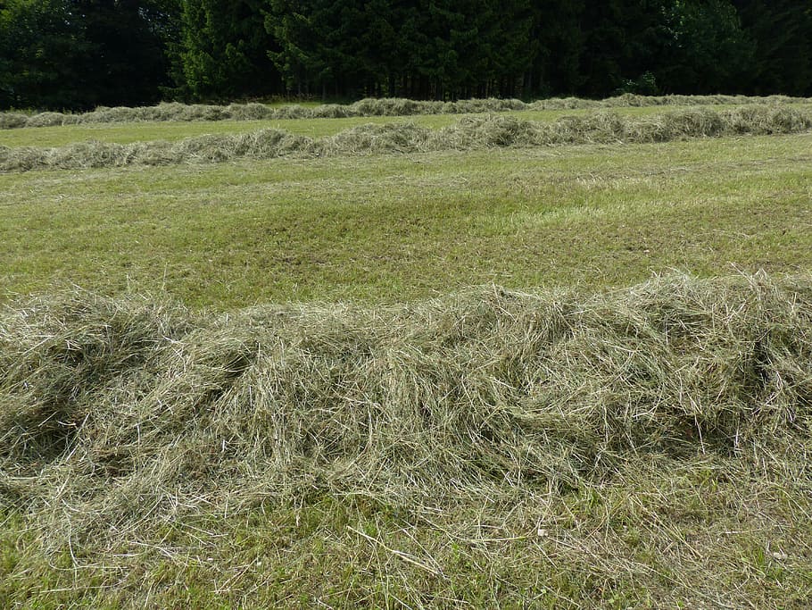 steam, grass rake, meadow, green, nature, swath, rows together meet HD wallpaper