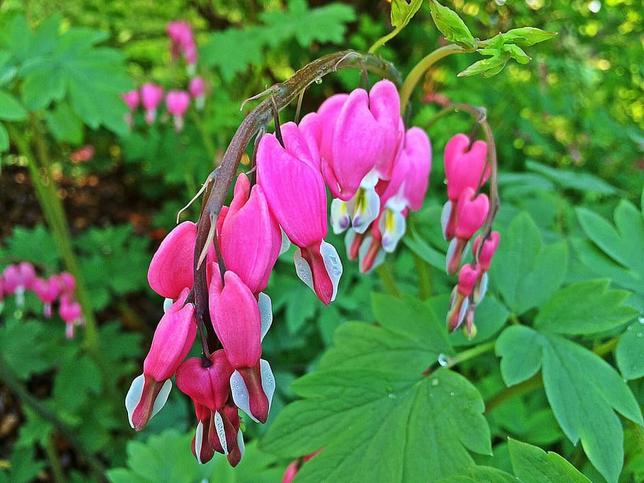bleeding-heart, flower, spring, pink, floral, blossom, bloom HD wallpaper