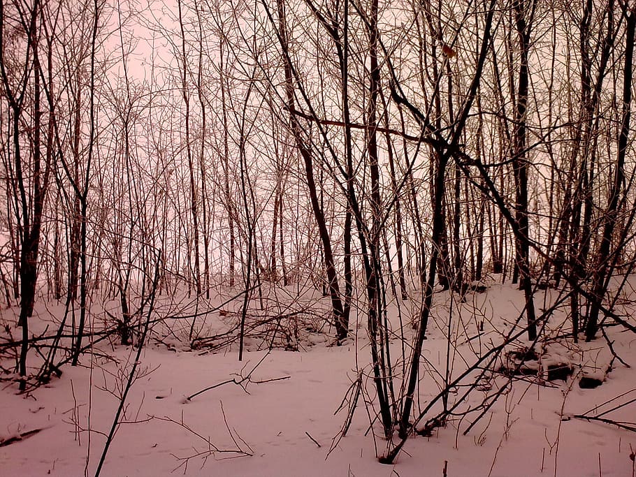 forest, snow, trees, bare tree, winter, cold temperature, tranquility HD wallpaper