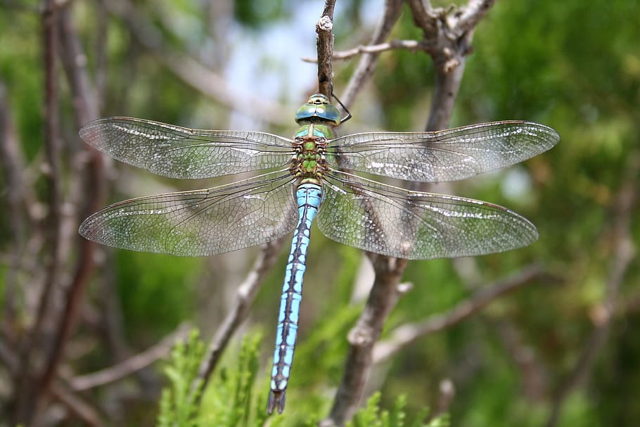 selective focus photography of blue dragonfly perched on bared twig HD wallpaper